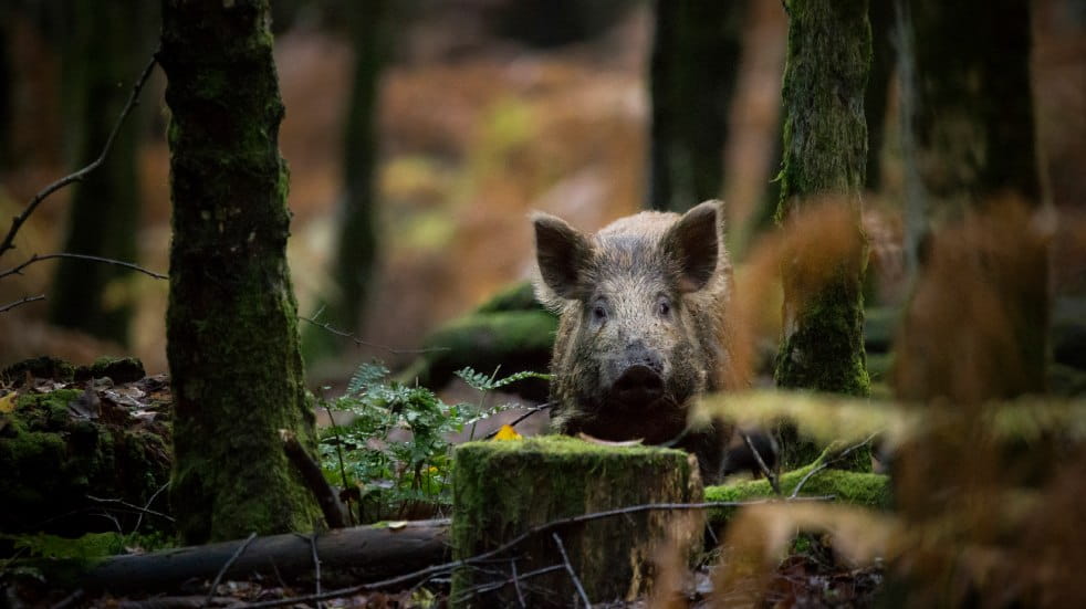 wild boar in forest